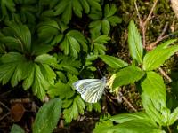 Bergweißling an Quirlblättrigem Zahnwurz